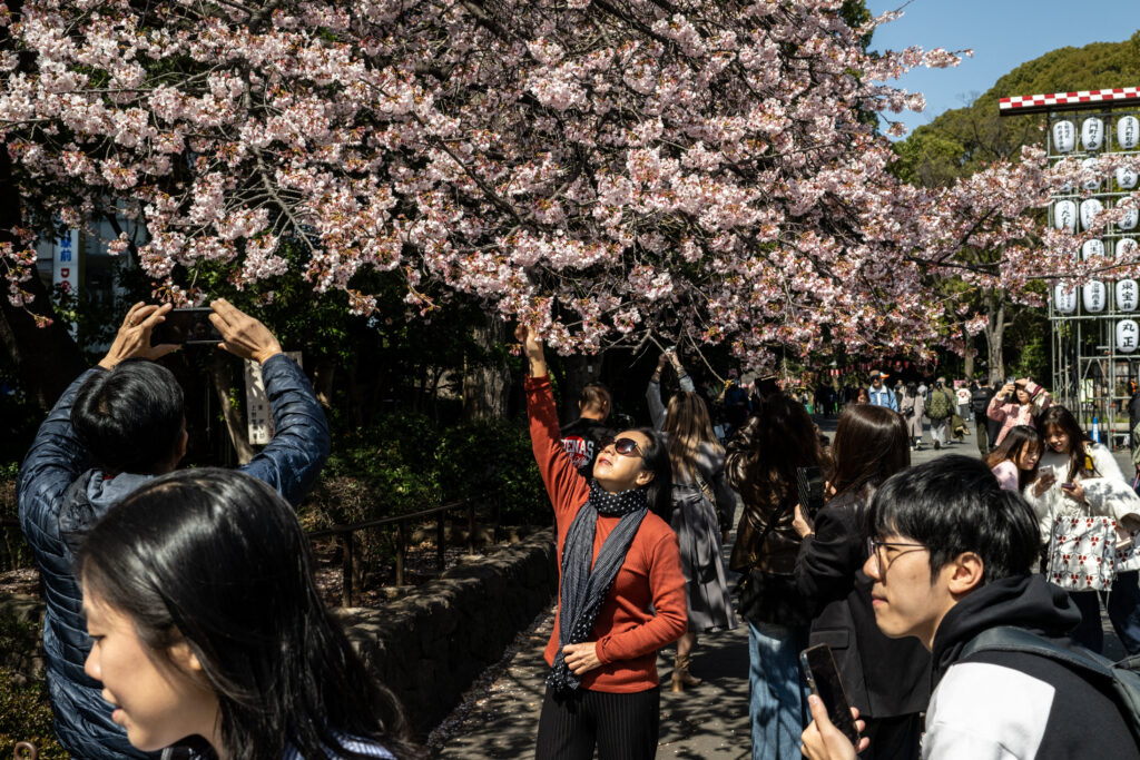 今春の桜開花は暖冬で早いと予想されたが、3月の寒の戻りが影響して平年や昨年より遅い所が多かった。(AFP)