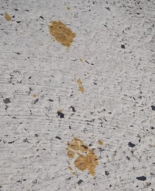 広島県福山市のメッキ工場で、有毒な六価クロムの入ったタンクに落ちた猫のものとみられる足跡。(AFP＝時事）