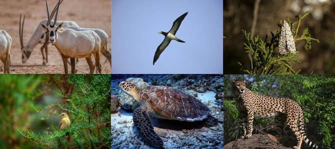 サウジアラビアは2030年までに野生生物生息地の30%を保護することを約束している。(提供/国立野生生物センター)