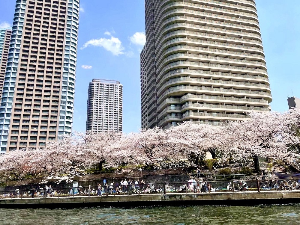高知が全国一番乗りとなったのは2018年以来、6年ぶり。24~25日は気温が上がり、東京・靖国神社などでも開花する可能性がある。 (ANJ/file photo)