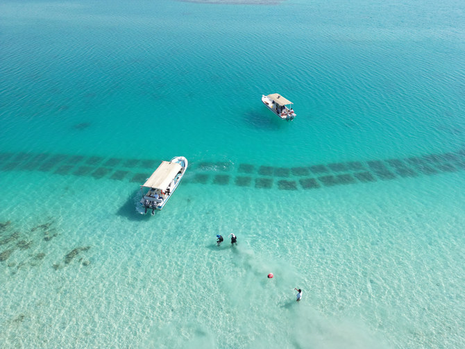 海草は、地域の海洋生態系にとって重要であるだけでなく、世界的にも重要である。提供