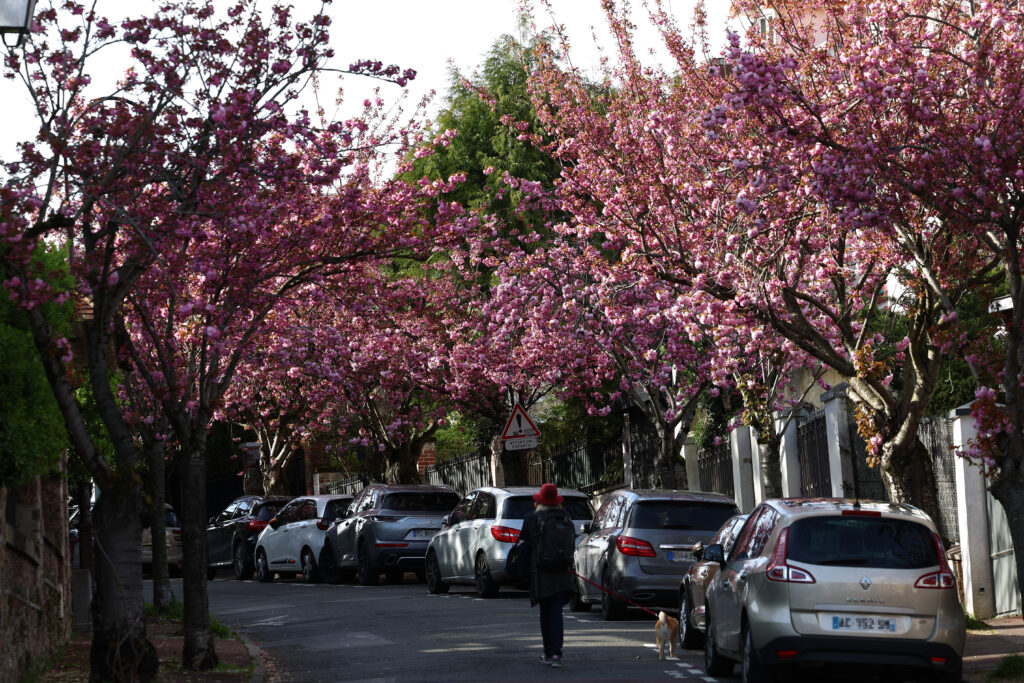 バイデン米大統領も演説で「われわれの友情のように、桜も時を超え、人々に感動を与え、栄えることだろう」と語った。(AFP)