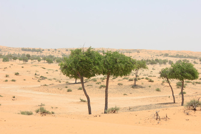 砂漠化とは、肥沃な土地が乾燥した砂漠に変わるプロセスであり、中東・北アフリカ諸国が直面する重要な課題である。(シャッターストック）