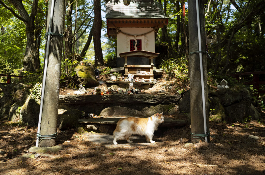 2024年5月18日土曜日、石巻市の田代島にある猫神社の祭壇を横切る猫。(AP Photo/Hiro Komae)