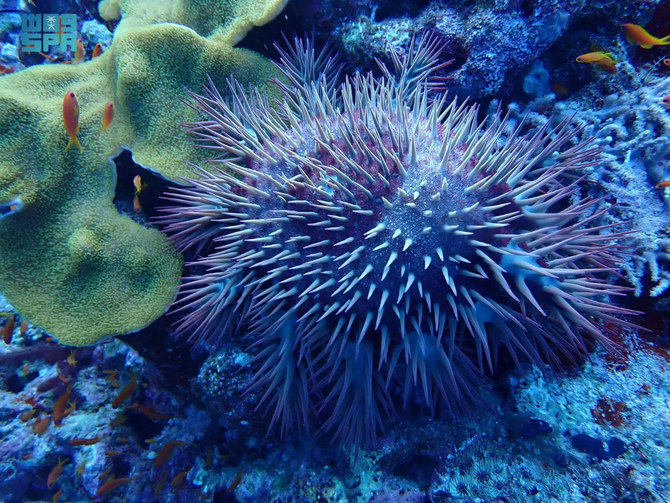 オニヒトデの大発生を放置すれば、サンゴ礁の健康が損なわれる恐れがある。(SPA写真)