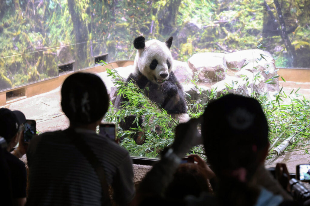 8月31日、東京の上野動物園で、囲いの中でオスのジャイアントパンダ「リーリー」を見つめる人々。(AFP=時事)