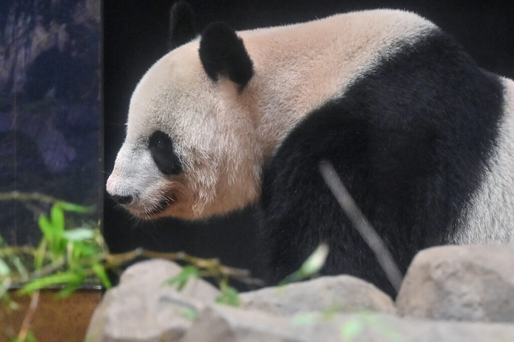 2,000人以上のパンダ愛好家が土曜日の朝、動物園の外に長い列を作った。中には、ピクニック用のブランケットやキャンプ用の椅子を用意して徹夜で並んでいた人もいた。(AFP)