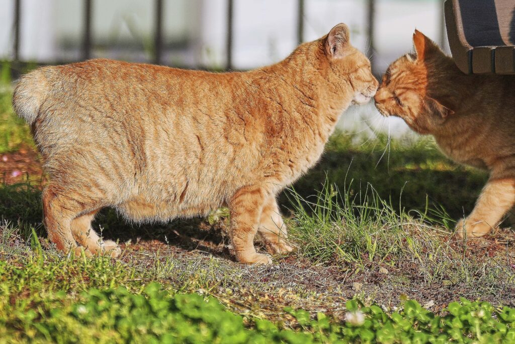 過去の調査によると、長崎ではボブテイルが猫の80%近くを占め、日本の他の地域の2倍の出現率であった。(AP Photo/Eugene Hoshiko)