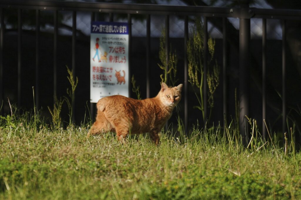 過去の調査によると、長崎ではボブテイルが猫の80%近くを占め、日本の他の地域の2倍の出現率であった。(AP Photo/Eugene Hoshiko)
