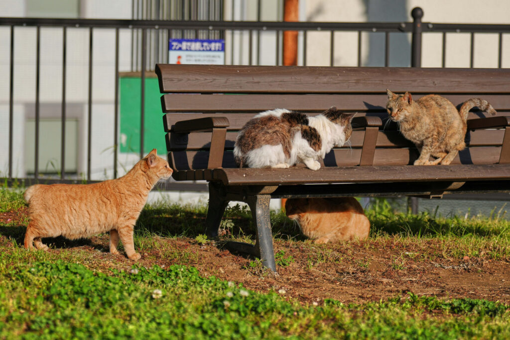 過去の調査によると、長崎ではボブテイルが猫の80%近くを占め、日本の他の地域の2倍の出現率であった。(AP Photo/Eugene Hoshiko)