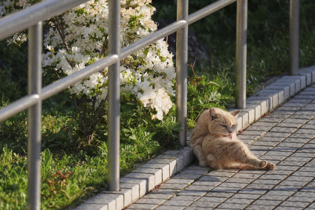 過去の調査によると、長崎ではボブテイルが猫の80%近くを占め、日本の他の地域の2倍の出現率であった。(AP Photo/Eugene Hoshiko)