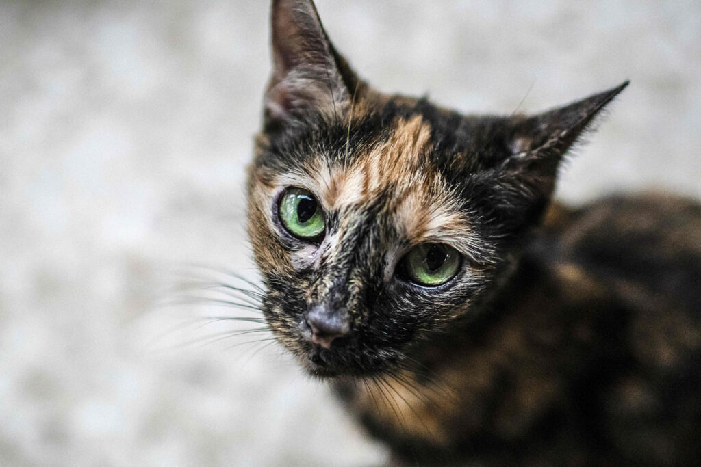 市の動物保護担当官、滝本勉氏によると、これまでに12匹の生きた猫が保護されたという。(AFP通信)