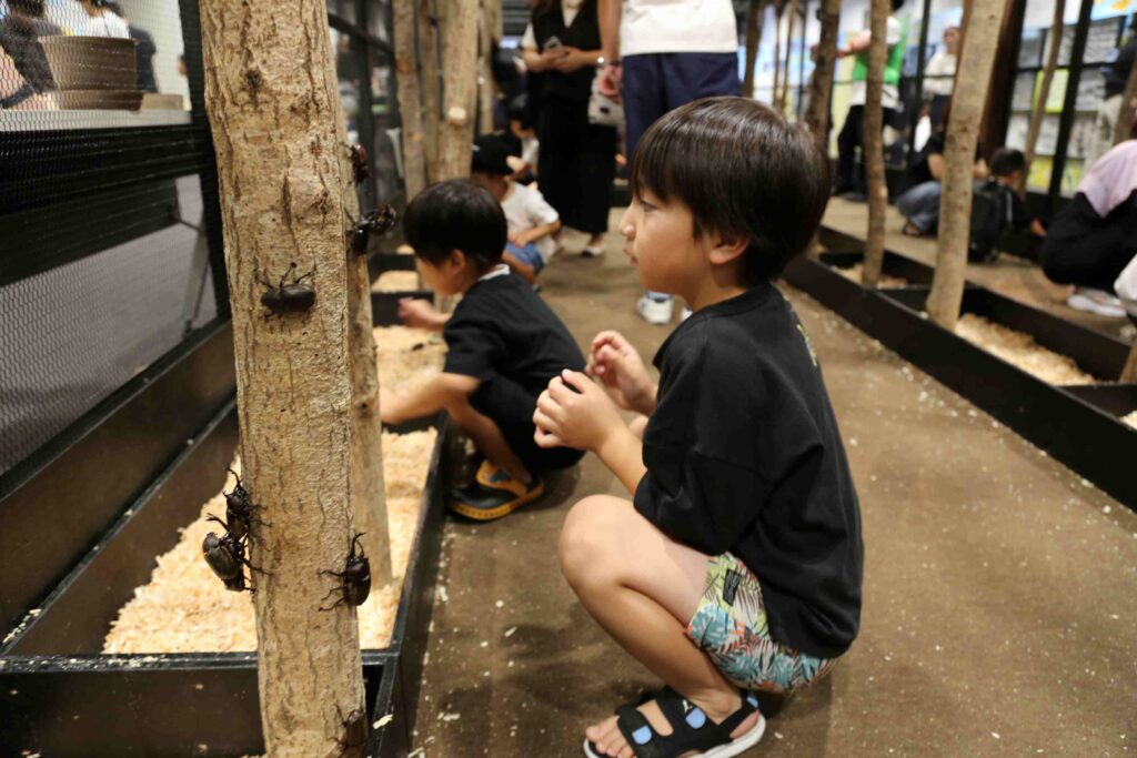 2025年7月31日木曜日、東京の昆虫展でカブトムシを見る子供たち。(AP Photo/Yuri Kageyama)